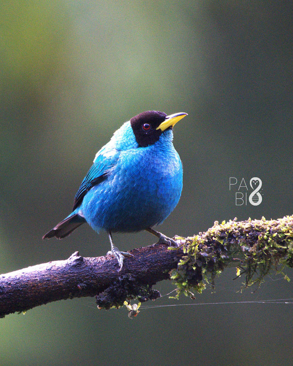 Green Honeycreeper - ML645814549