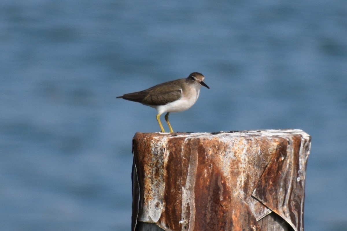 Spotted Sandpiper - ML645814550