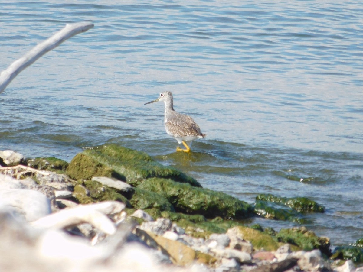 Greater Yellowlegs - ML645814551