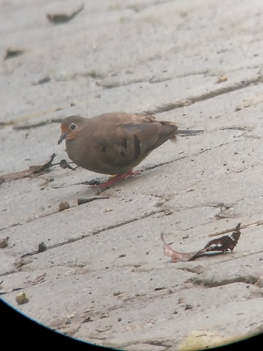 Mondetourtäubchen - ML645814552