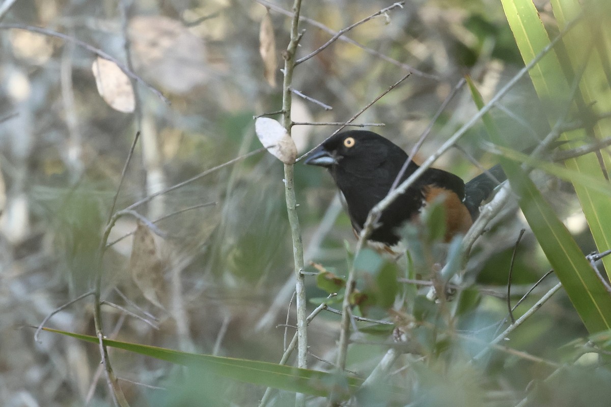 Eastern Towhee - ML645814553