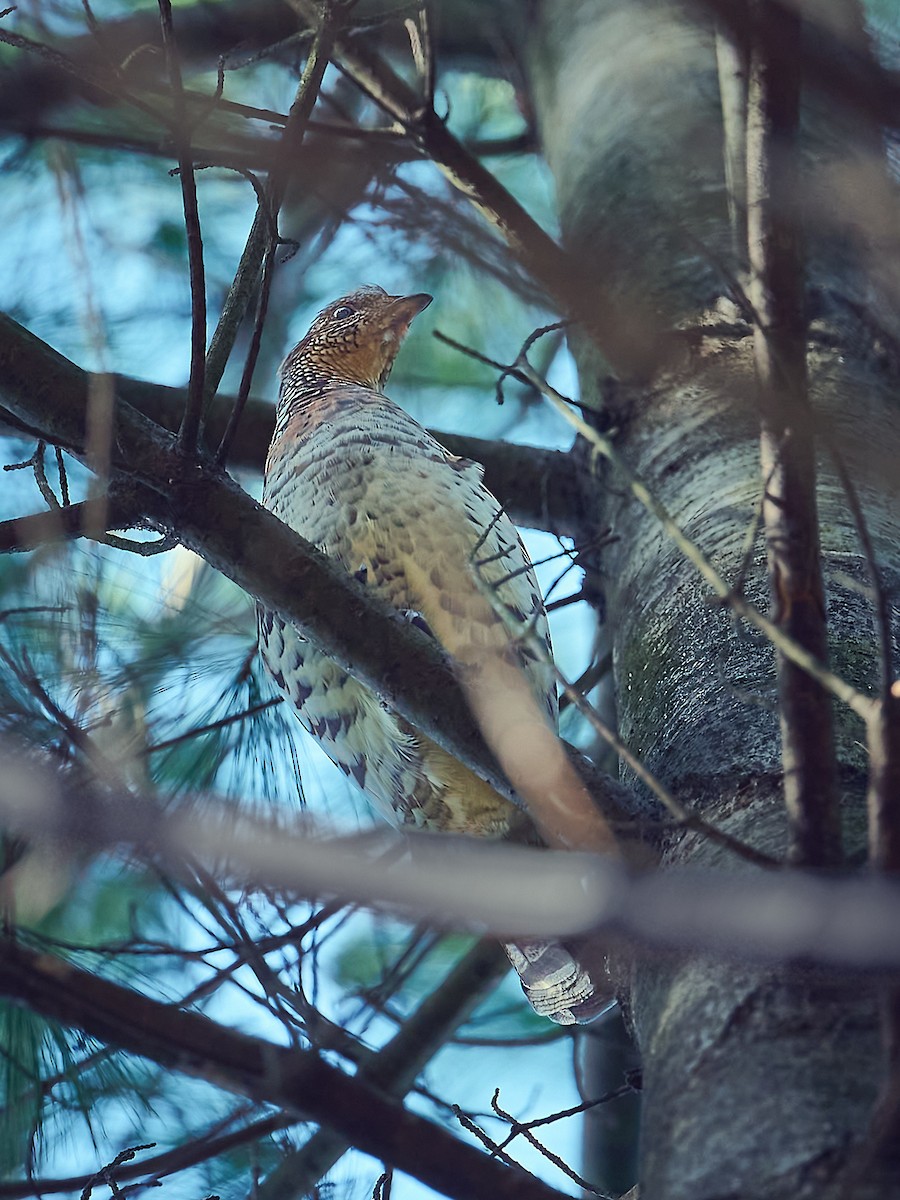 Ruffed Grouse - ML645814554
