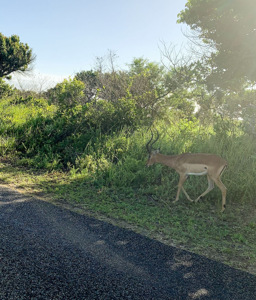 Impala - ML645814556