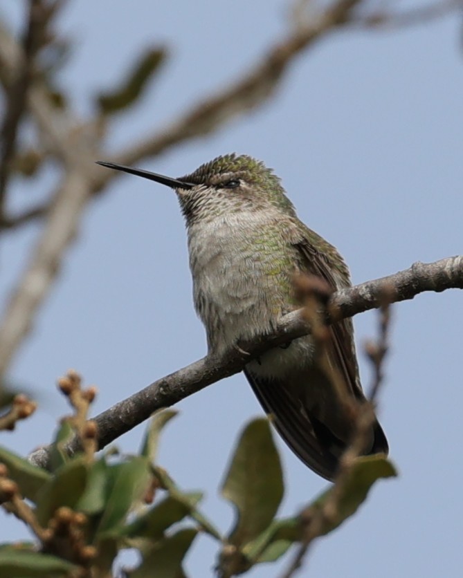 Anna's Hummingbird - ML645814557