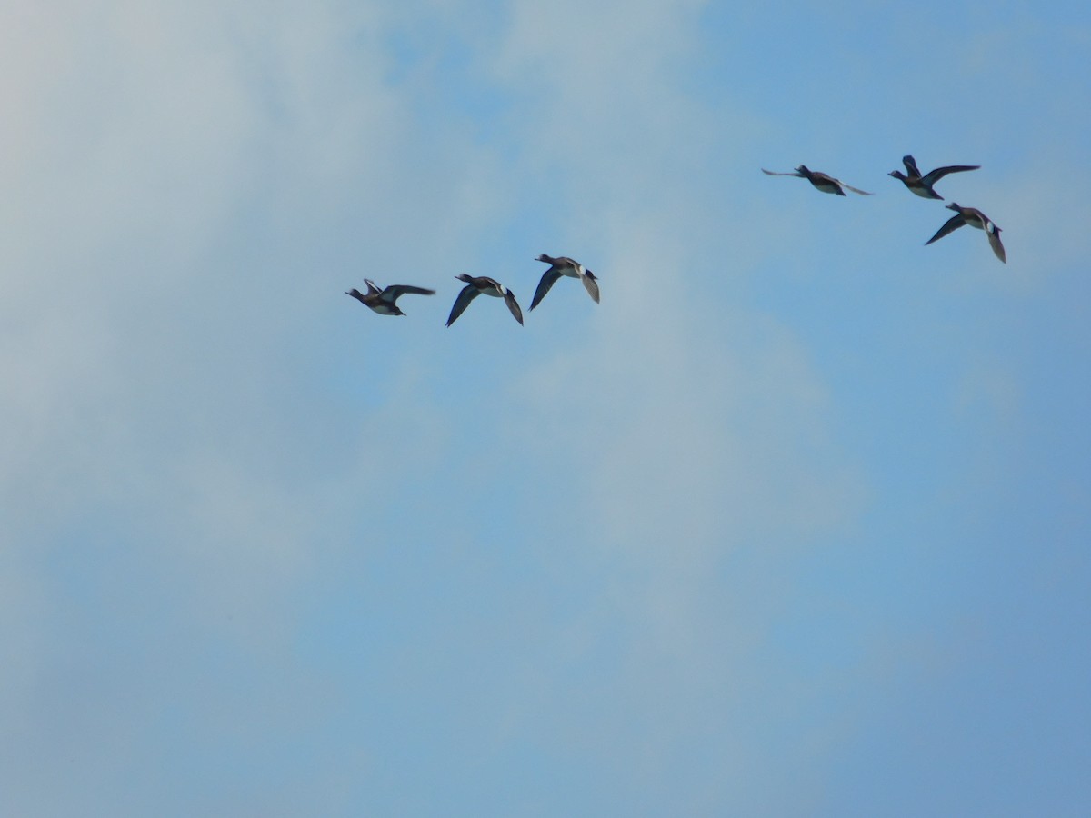 American Wigeon - ML645814562