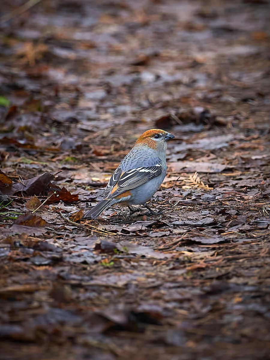 Нарсны шүршүү - ML645814565