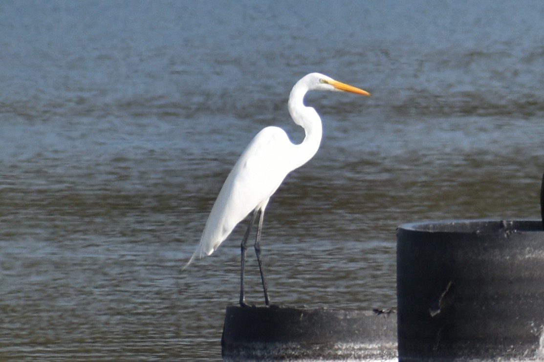 Koartza zuria - ML645814566