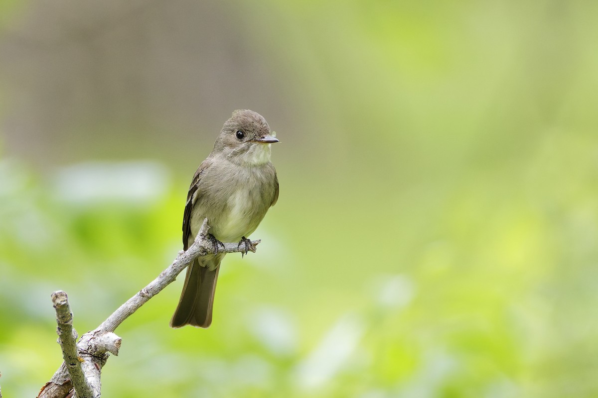 Blasskehl-Schnäppertyrann - ML645814569