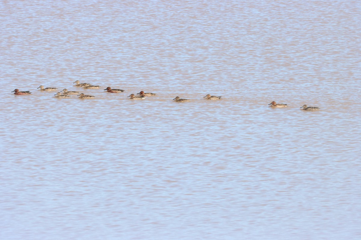 Cinnamon Teal - ML645814572