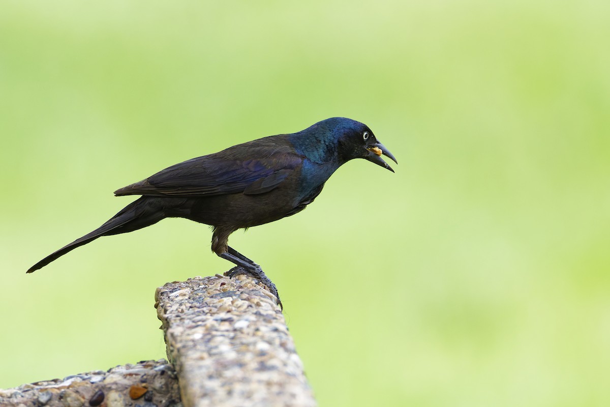 Common Grackle - ML645814573