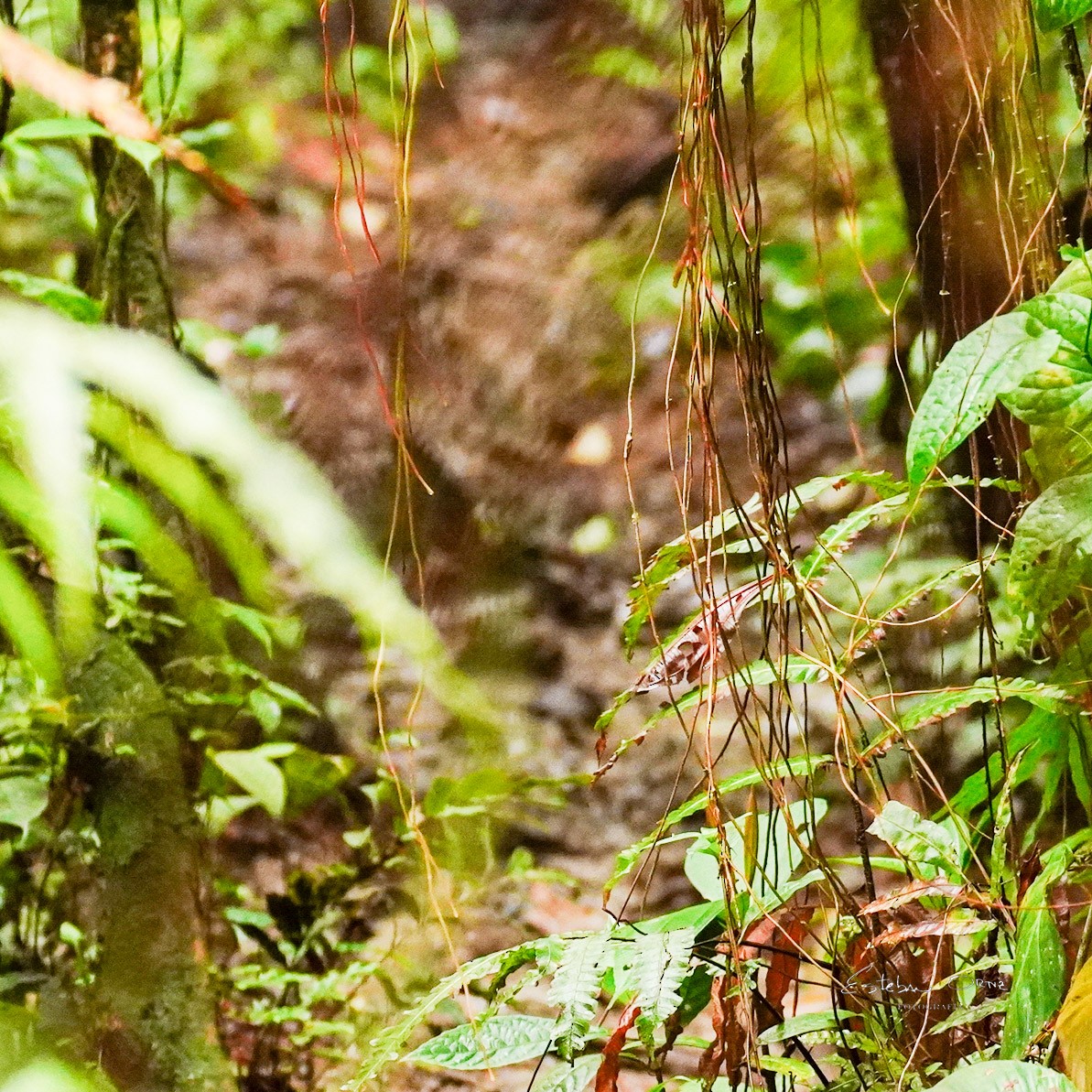 Berlepsch's Tinamou - ML645814580