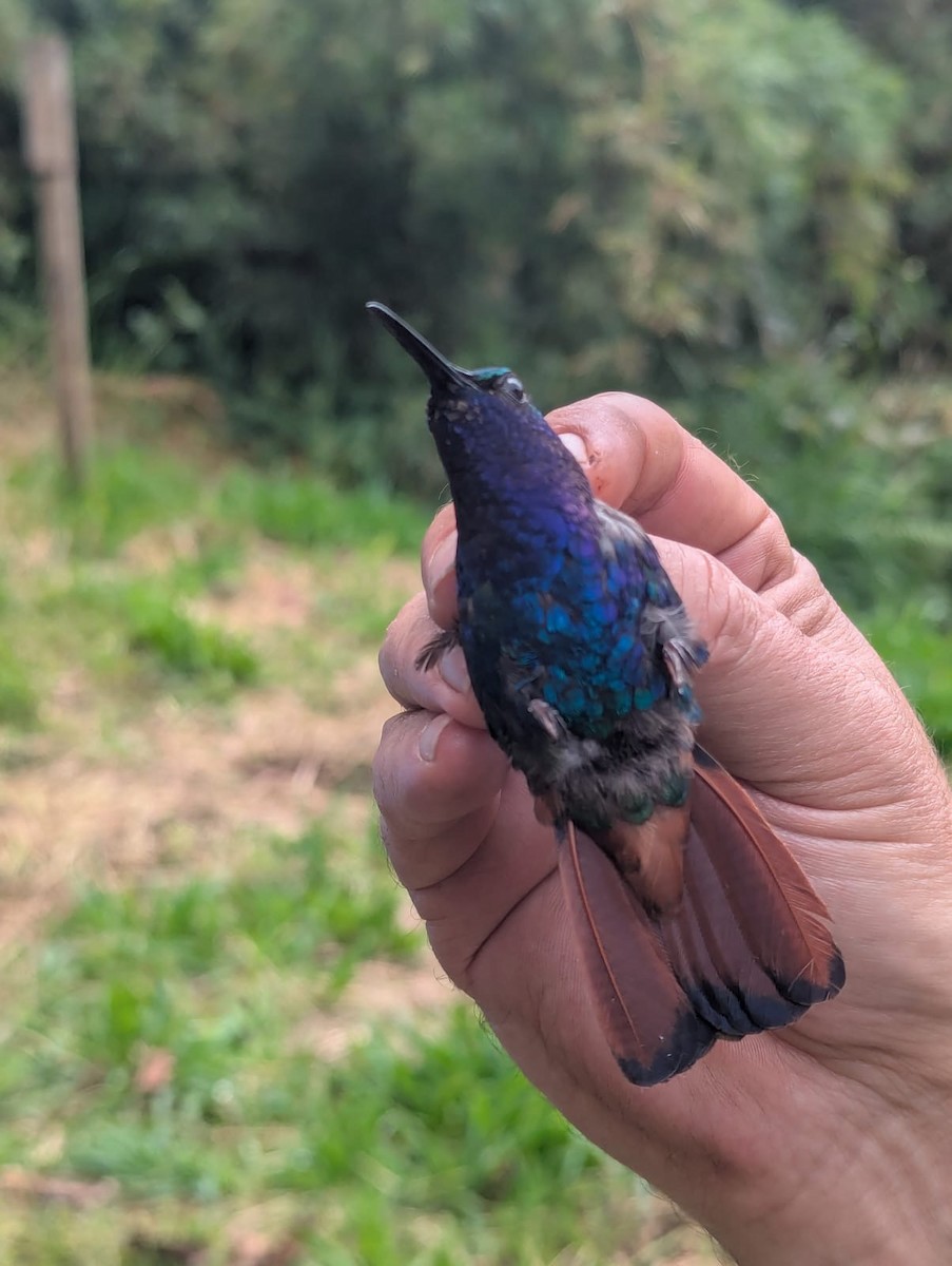 Lazuline Sabrewing - ML645814581