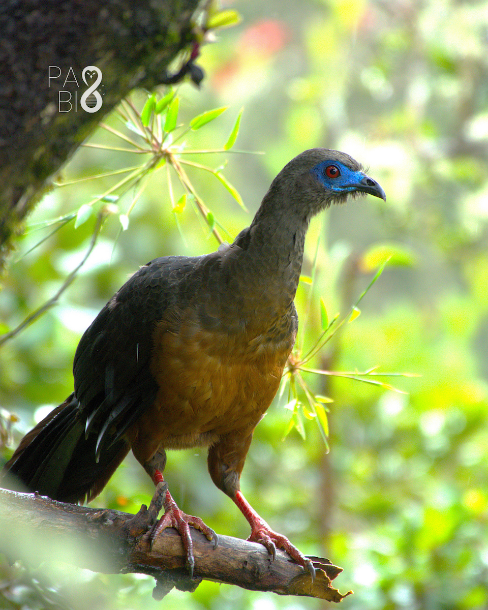 Sickle-winged Guan - ML645814584
