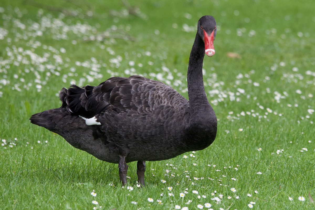 Black Swan - ML645814588