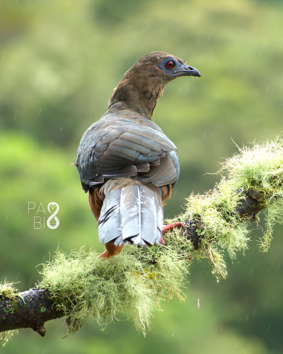 Sickle-winged Guan - ML645814591