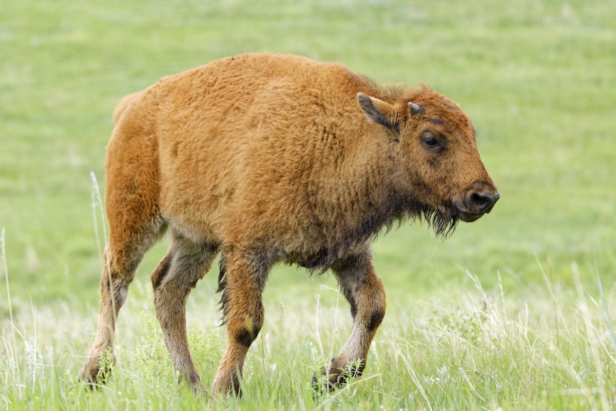 American Bison - ML645814596