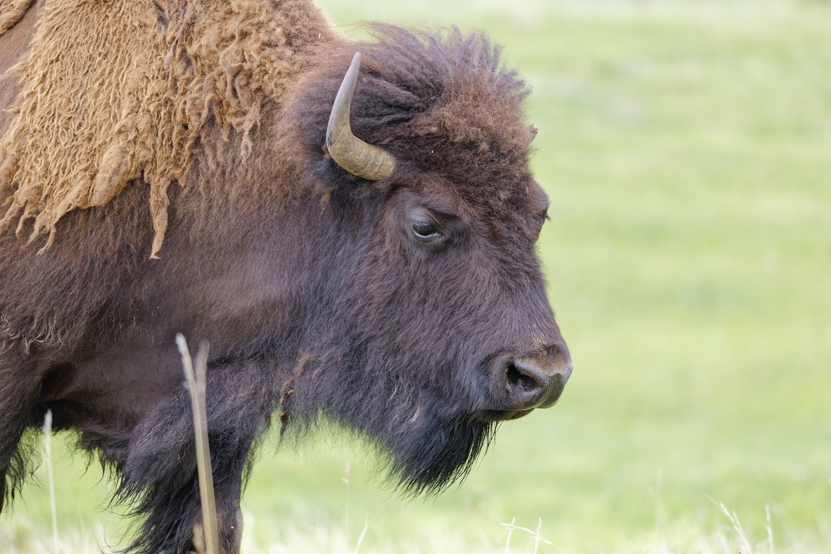 American Bison - ML645814597