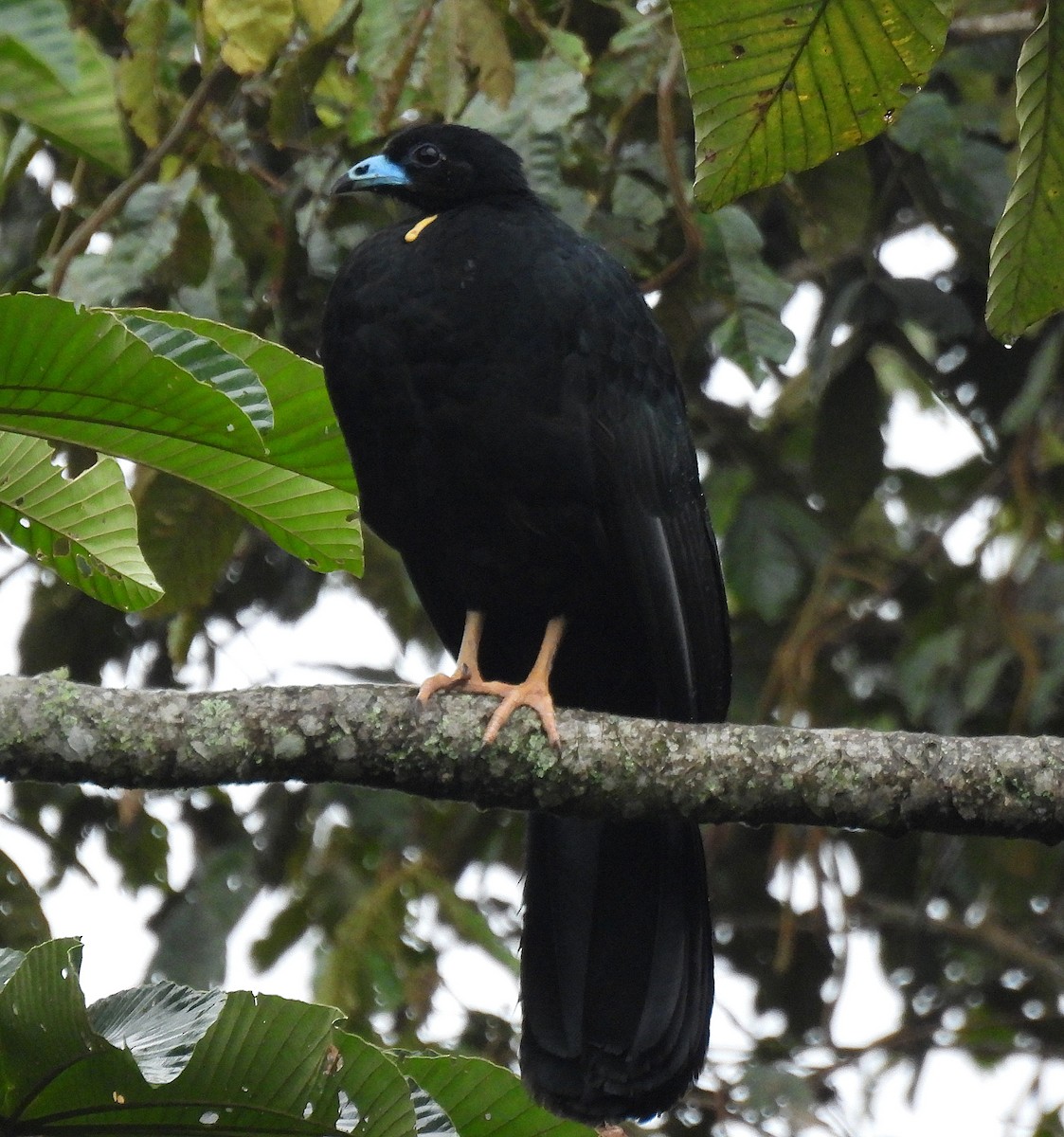 Wattled Guan - ML645814599