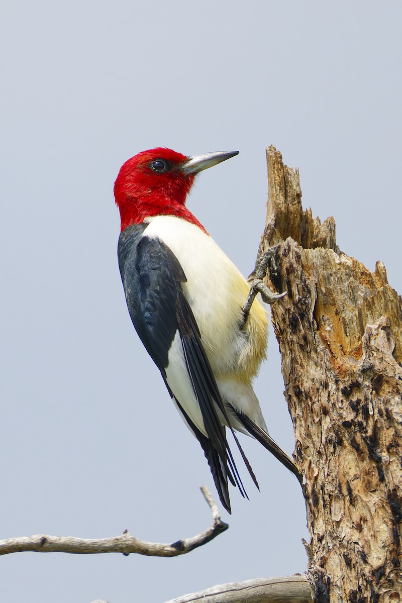 Red-headed Woodpecker - ML645814600