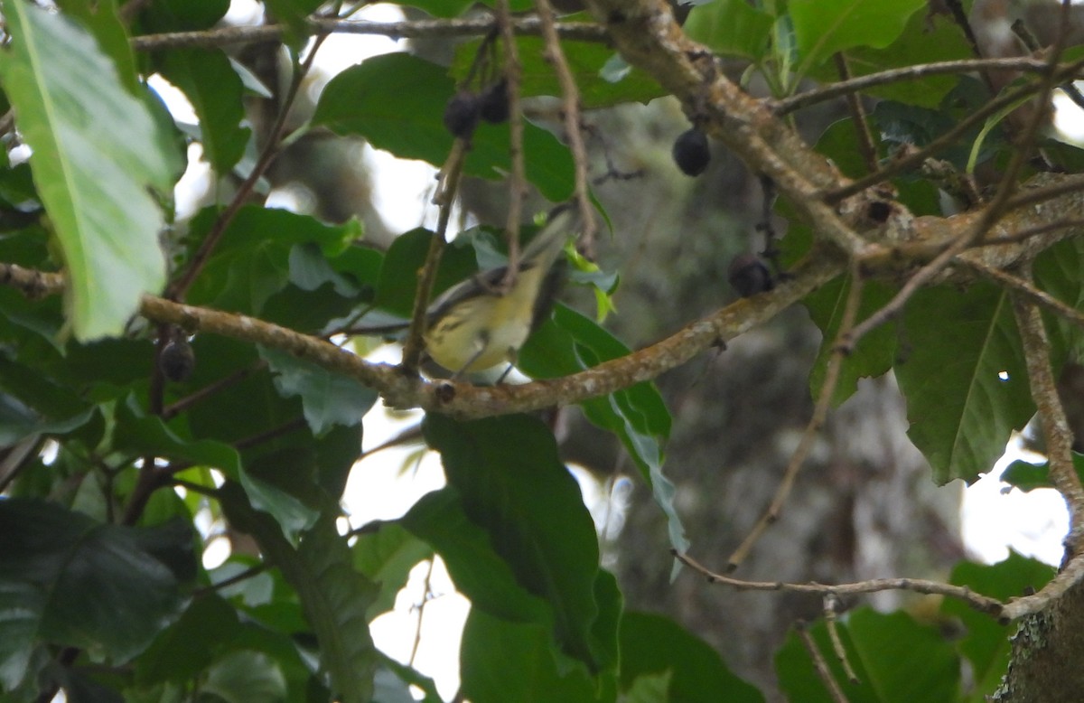 Blackburnian Warbler - ML645814602