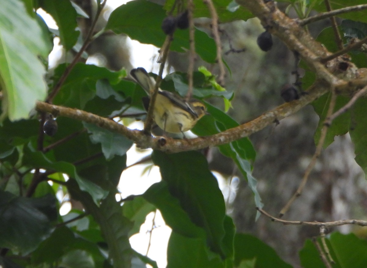 Blackburnian Warbler - ML645814603