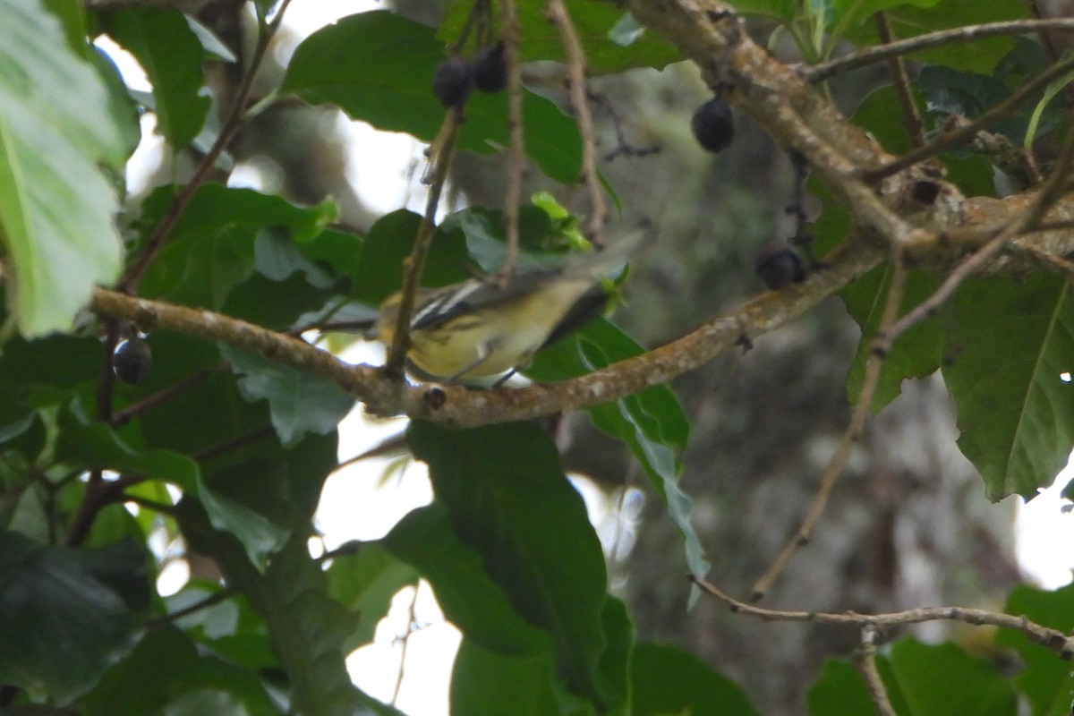 Blackburnian Warbler - ML645814604