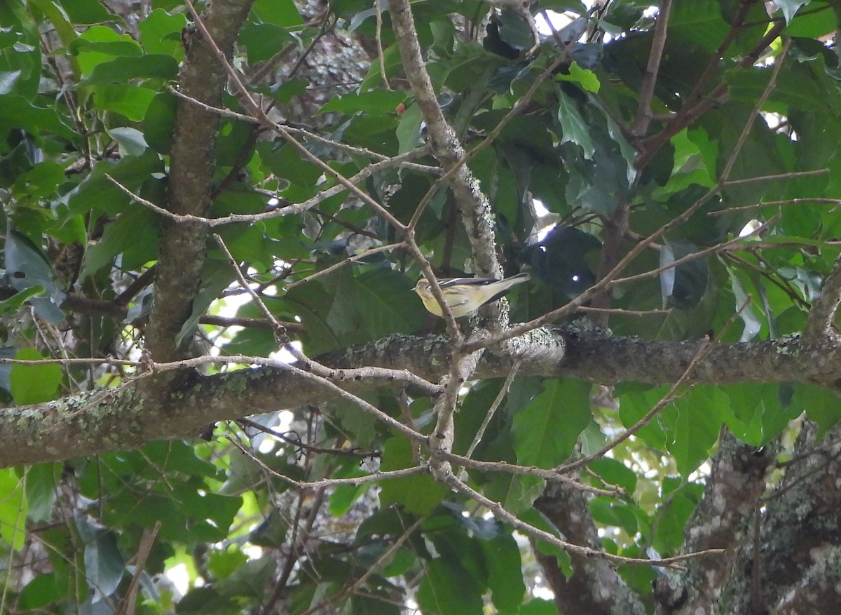 Blackburnian Warbler - ML645814605