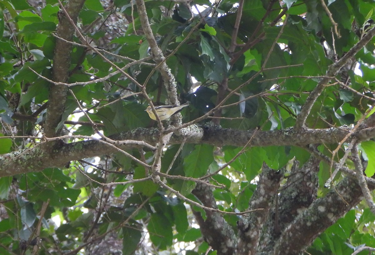 Blackburnian Warbler - ML645814606