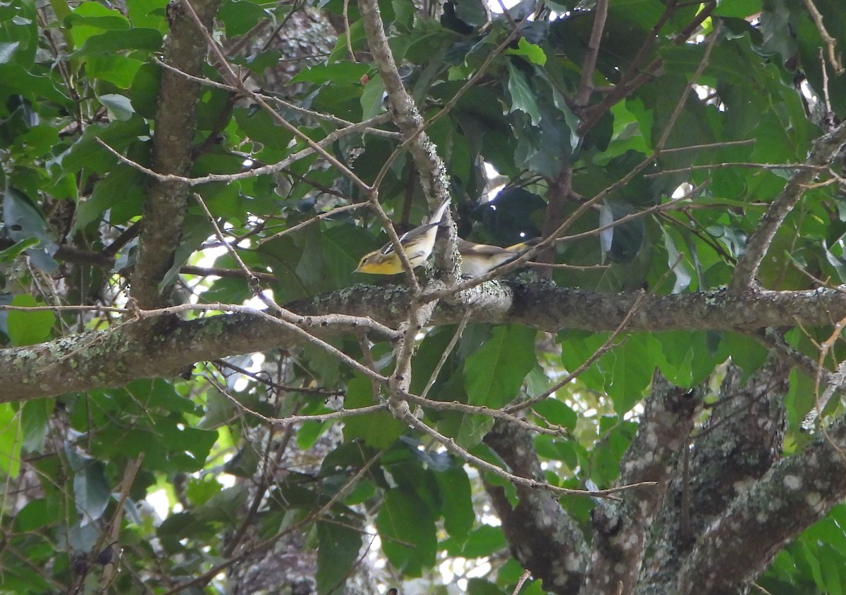 Blackburnian Warbler - ML645814607