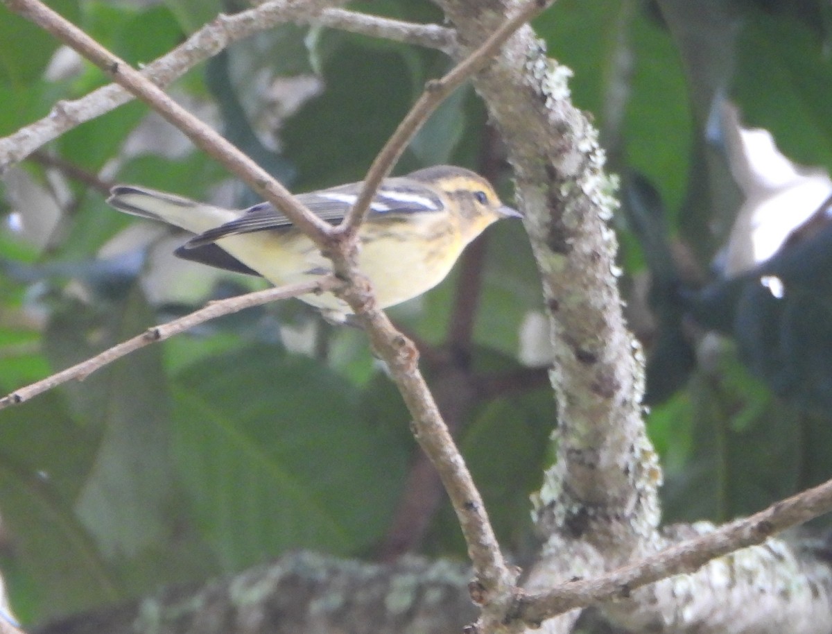 Blackburnian Warbler - ML645814608