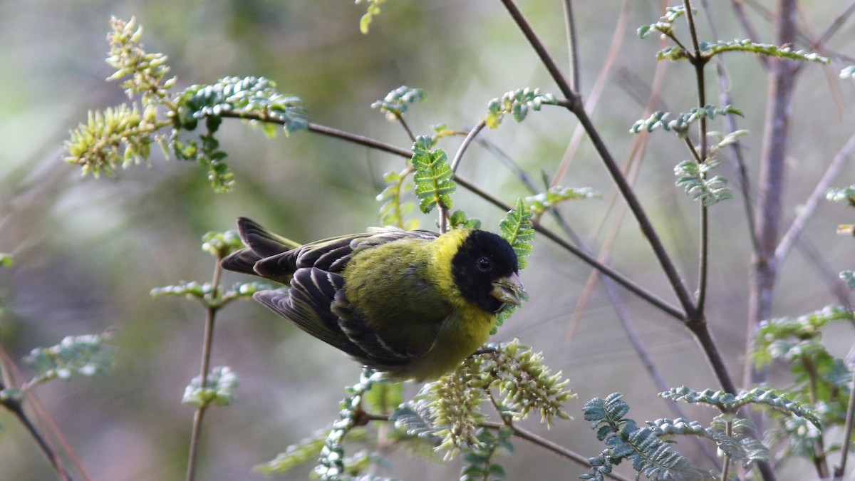 Antillean Siskin - ML64581461