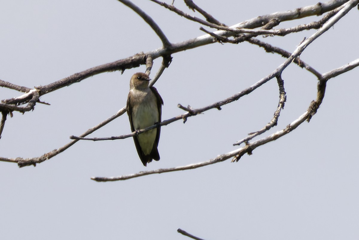 Northern Rough-winged Swallow - ML645814611