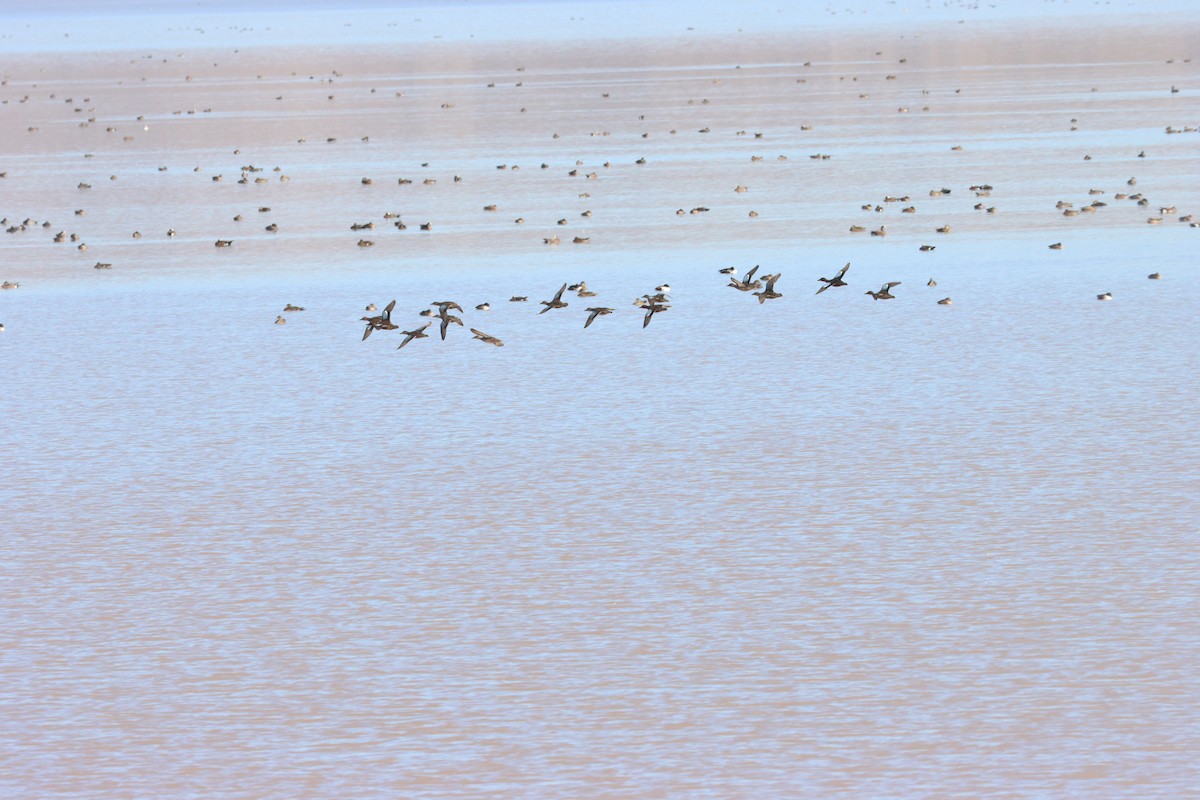 Cinnamon Teal - ML645814613