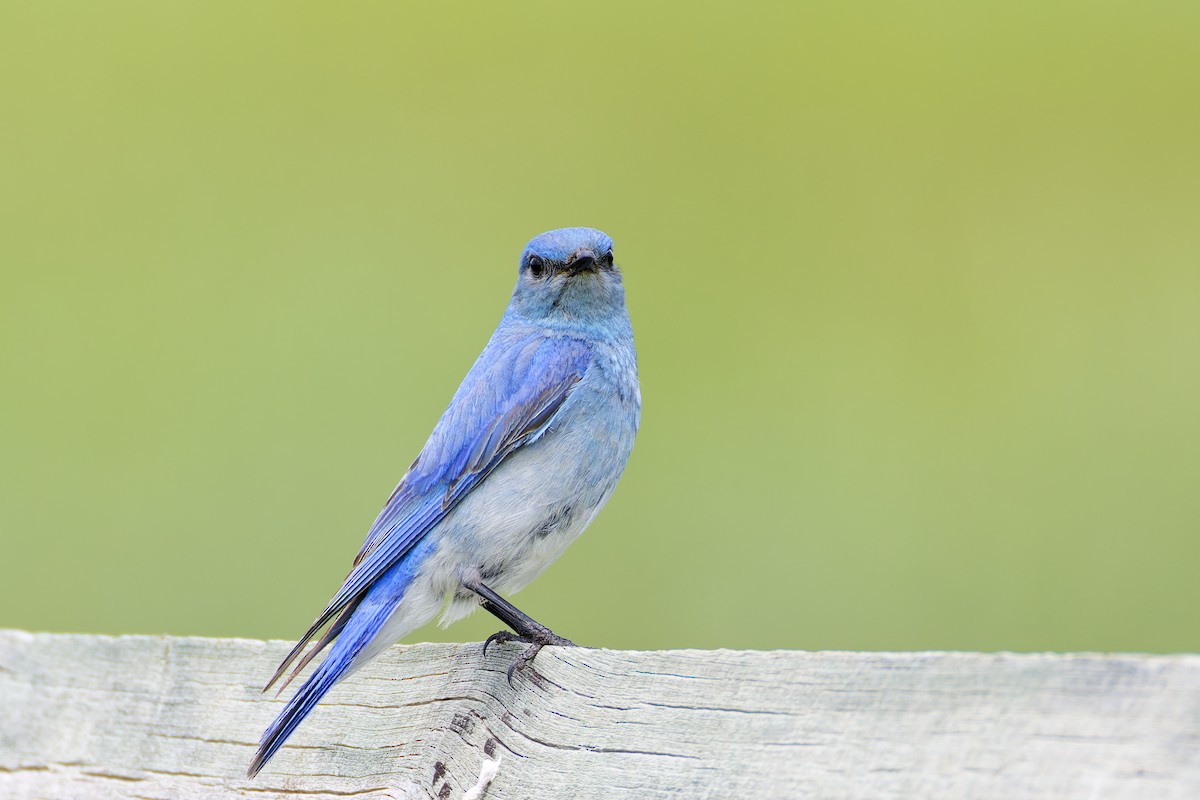 Mountain Bluebird - ML645814615