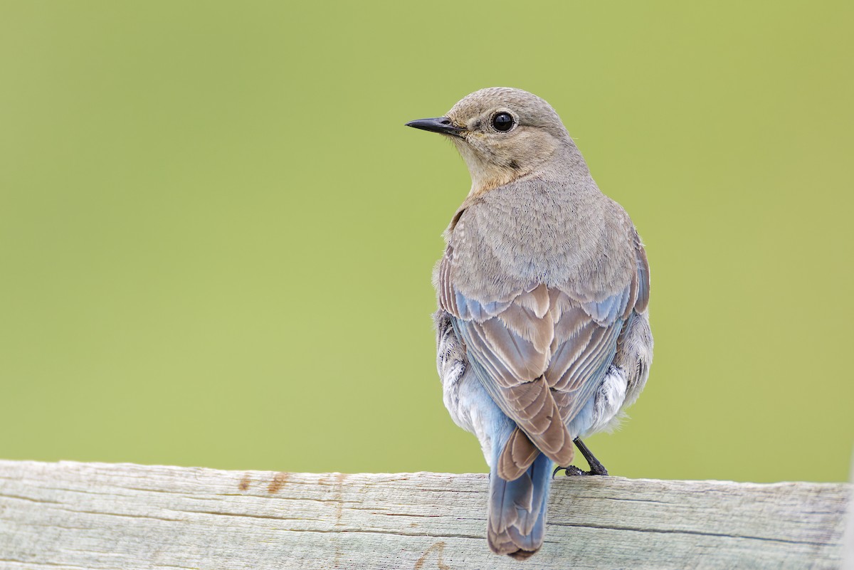 Mountain Bluebird - ML645814617