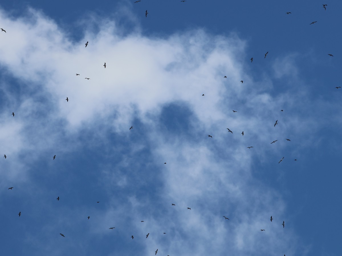 Ring-billed Gull - ML645814628