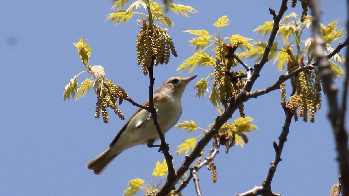 Eastern Warbling Vireo - ML645814631