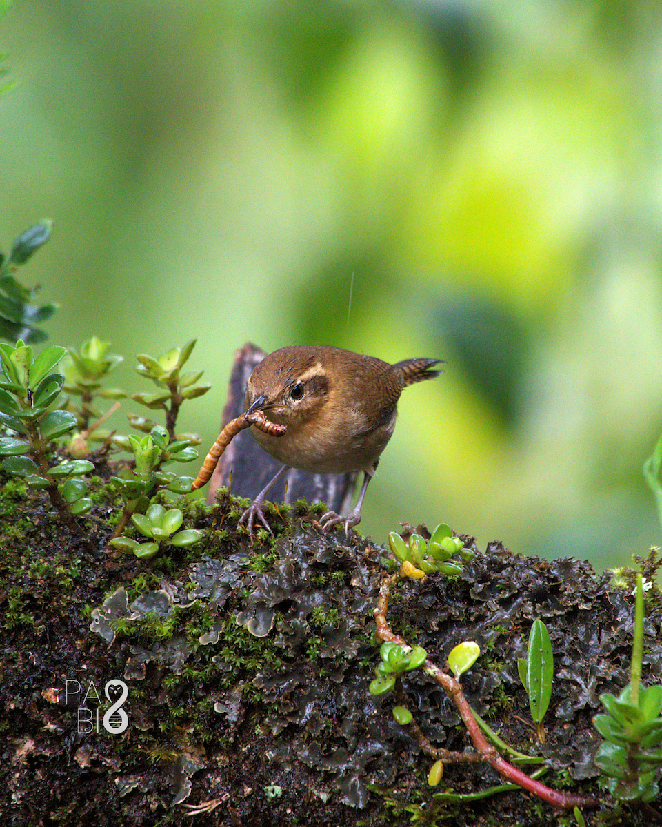Mountain Wren - ML645814632