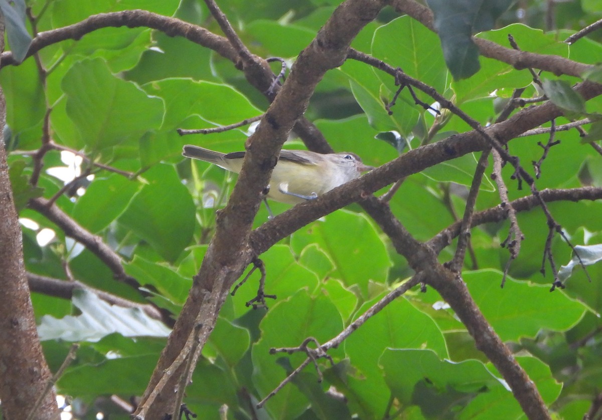 Brown-capped Vireo - ML645814633