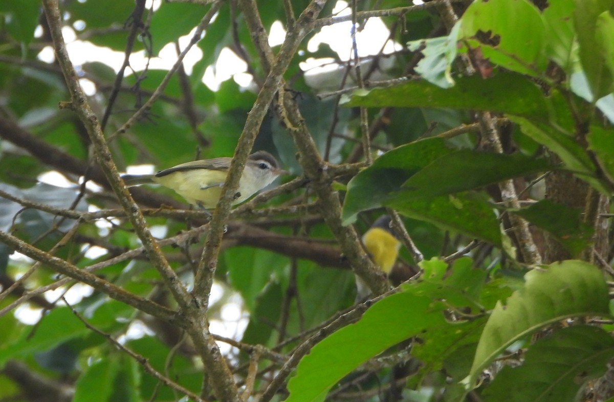 Brown-capped Vireo - ML645814634