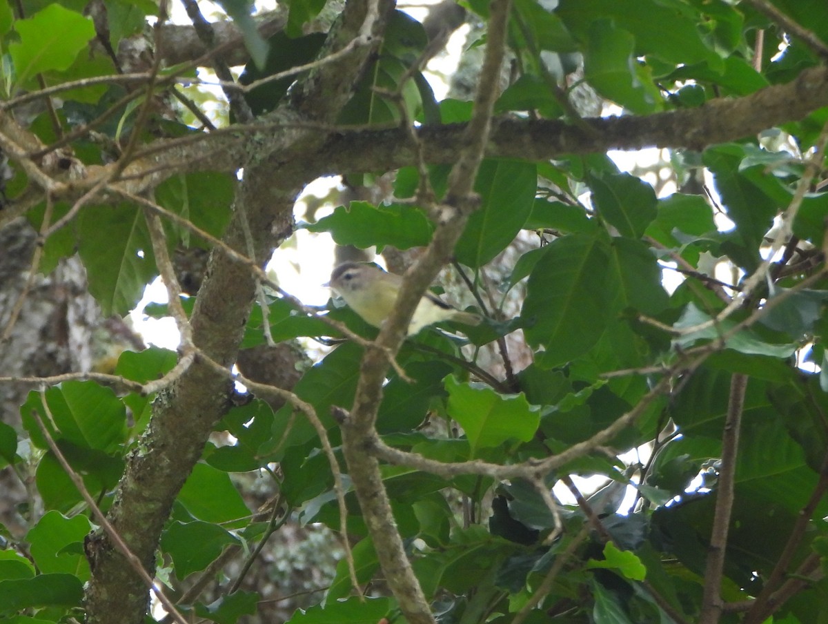 Brown-capped Vireo - ML645814635