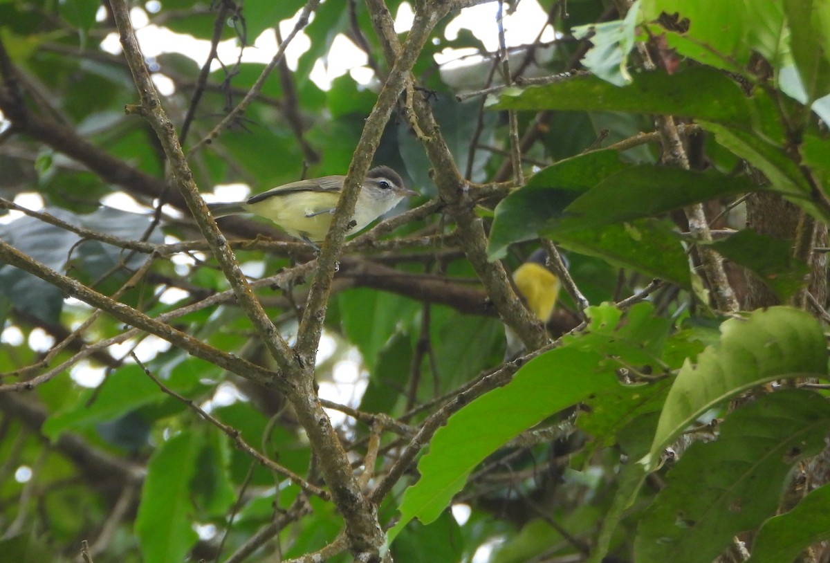 Brown-capped Vireo - ML645814636
