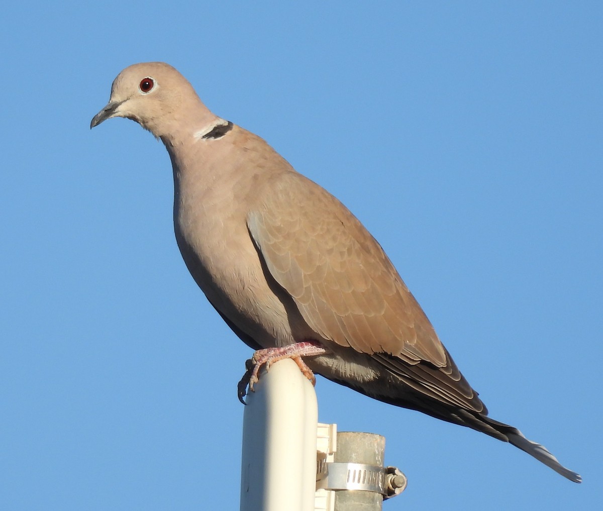 Eurasian Collared-Dove - ML645814637