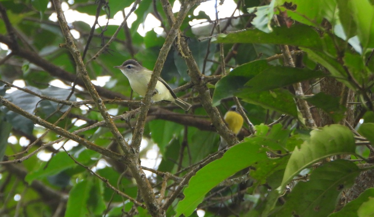 Brown-capped Vireo - ML645814638