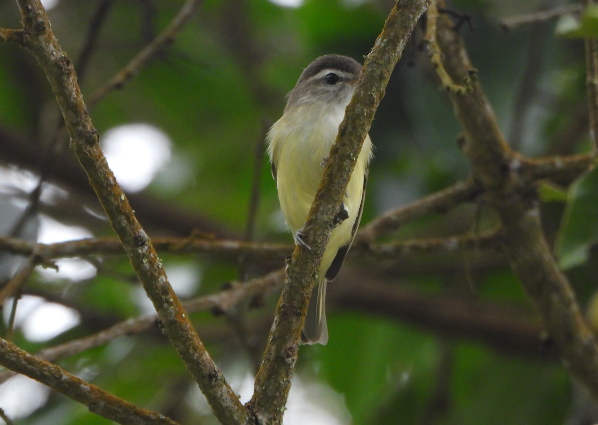 Brown-capped Vireo - ML645814639