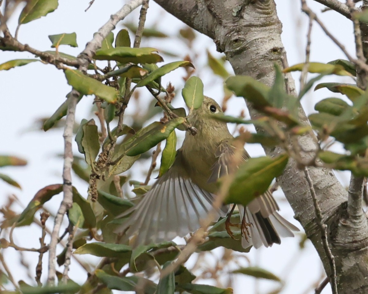 Ruby-crowned Kinglet - ML645814643
