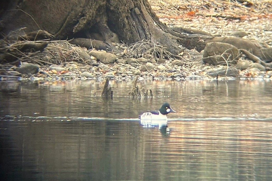 Common Goldeneye - ML645814644