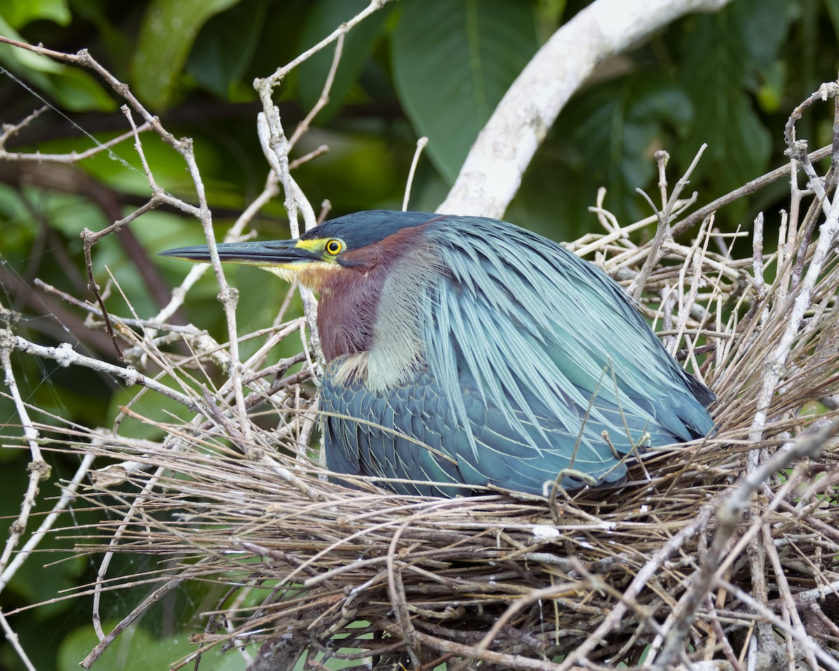 Green Heron - ML645814645