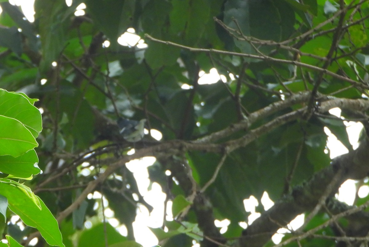 Cerulean Warbler - ML645814646