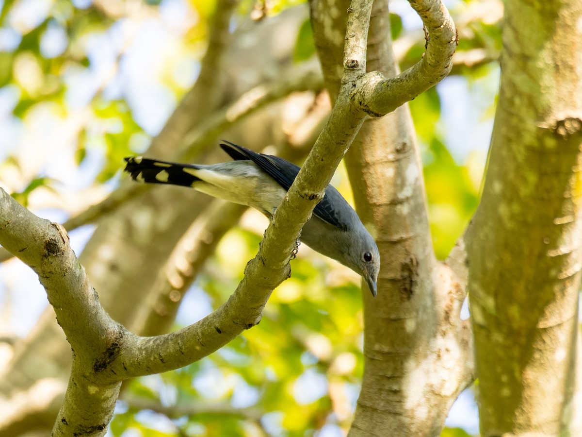 Black-winged Cuckooshrike - ML645814647